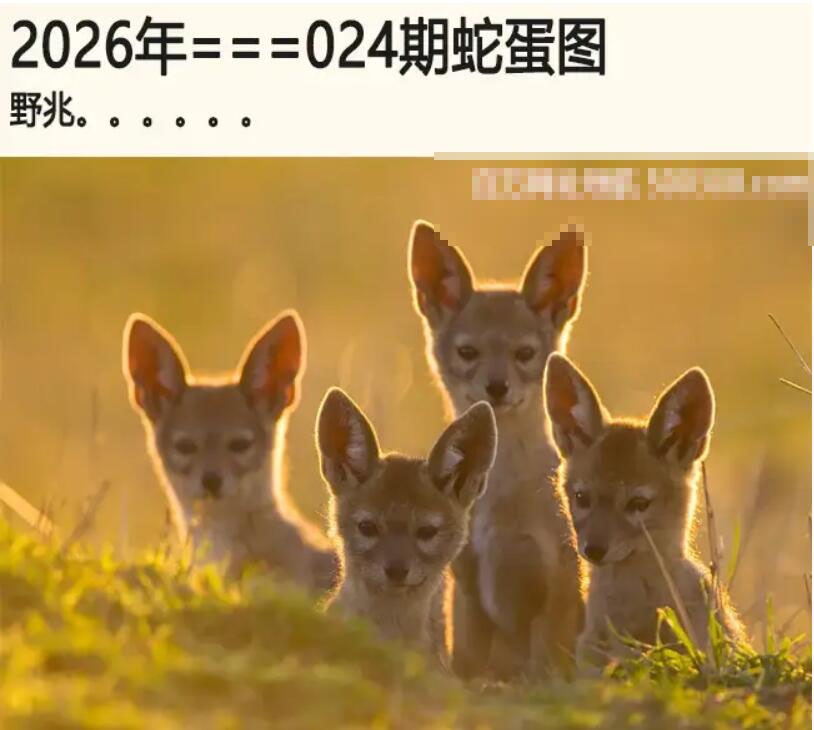 024期另版蛇蛋图[图]